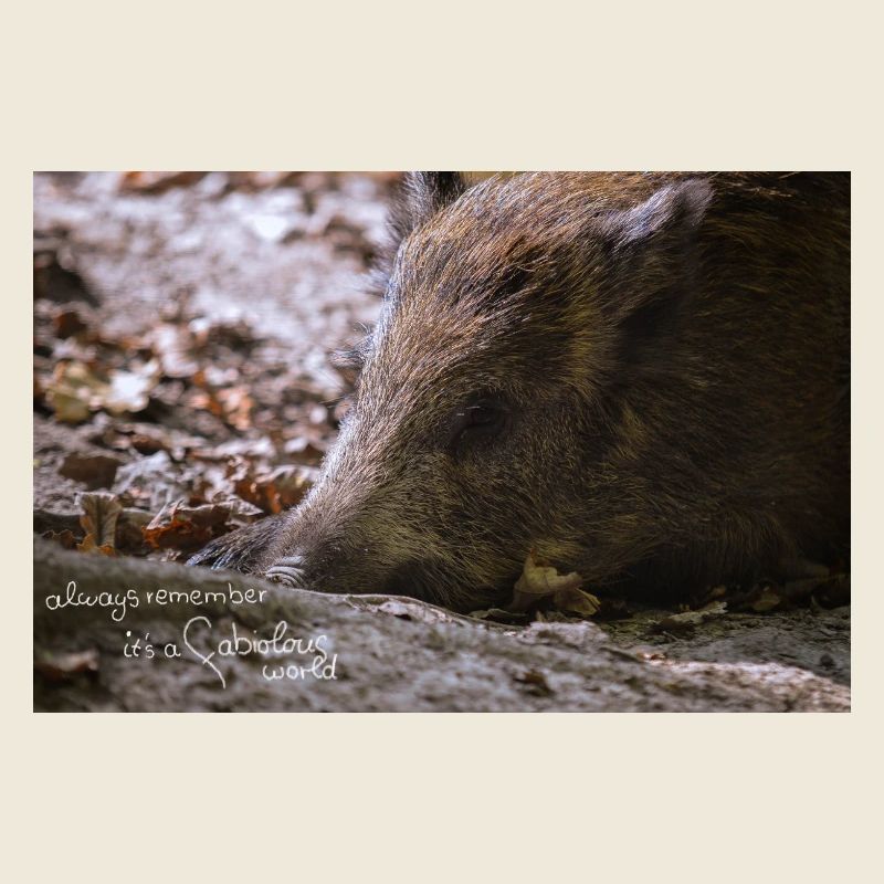 Monde fabiole soi faible