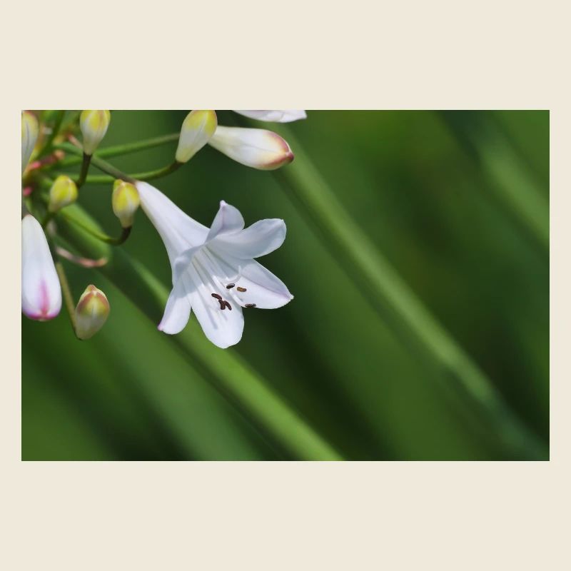 White Lily Flower Macro