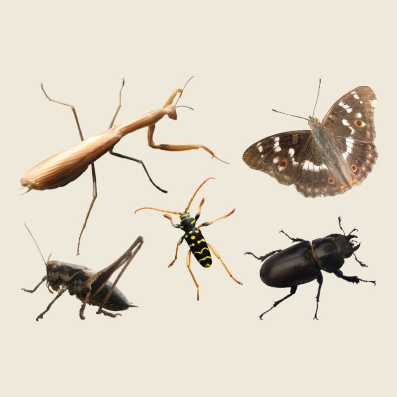 Insectes