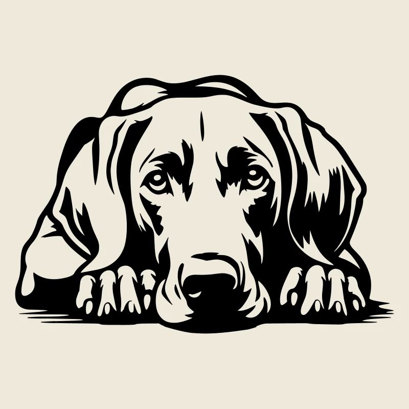 Weimaraner