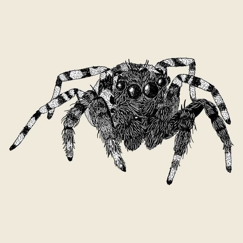 Jumping Spider Cute Spider Phidippus Arachnide