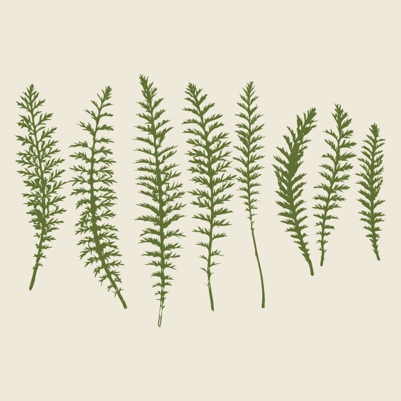 Yarrow Leaves Silhouettes