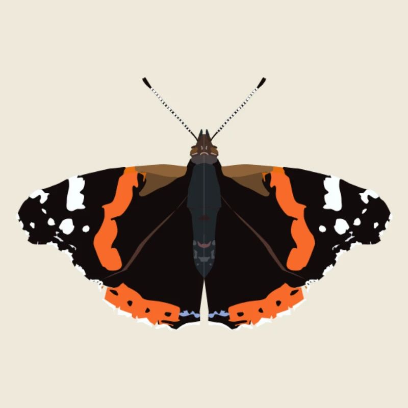 Papillons : L’Amiral