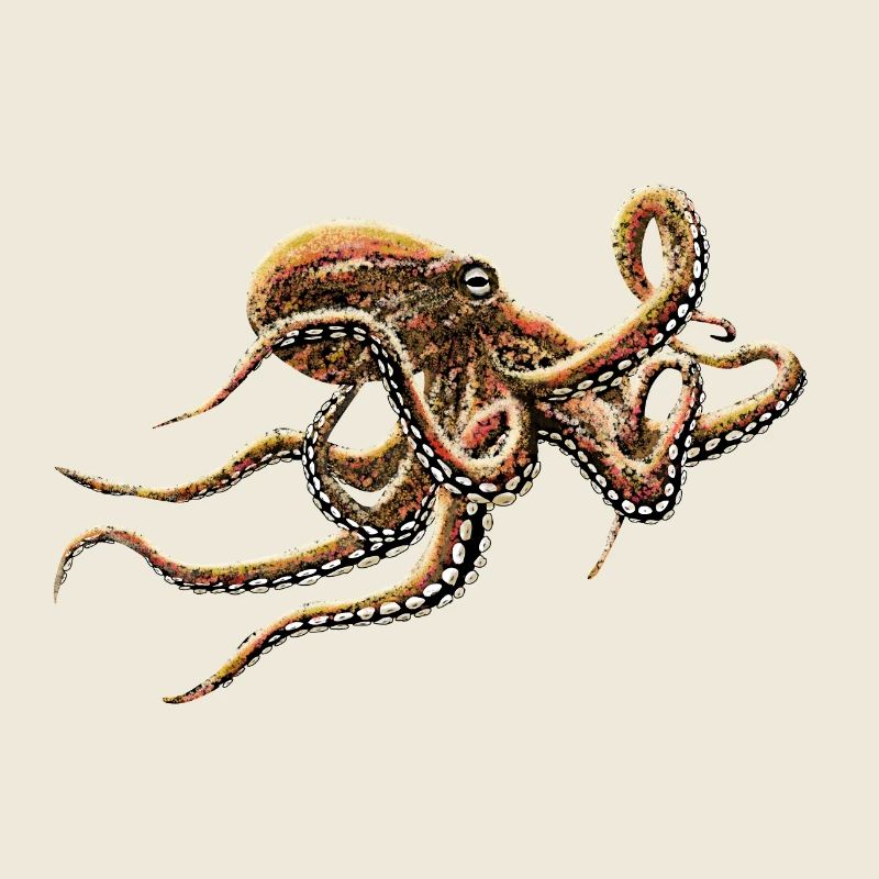 OCTOPUS
