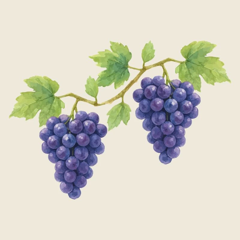 Grape traditional costume design