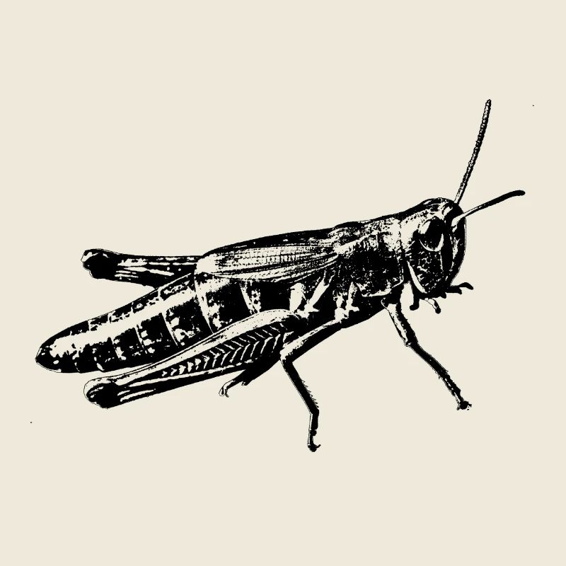graphique sauterelle