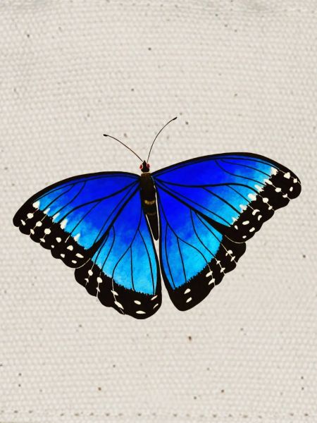 Papillon