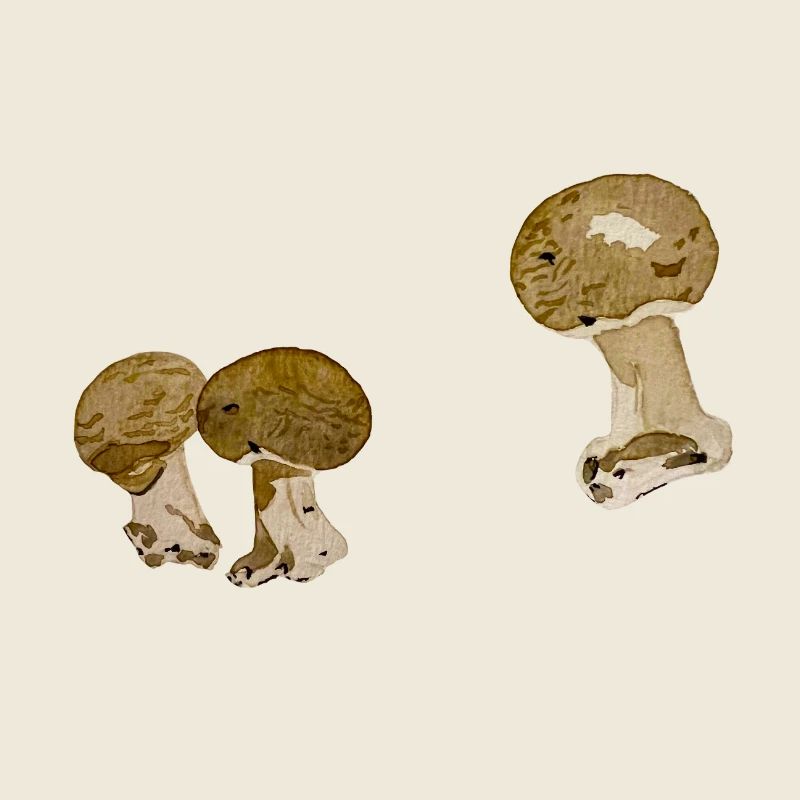 Duo champignons aquarelle