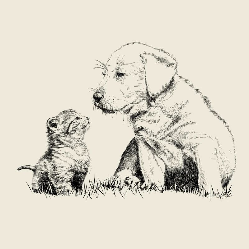 Puppy and kitten