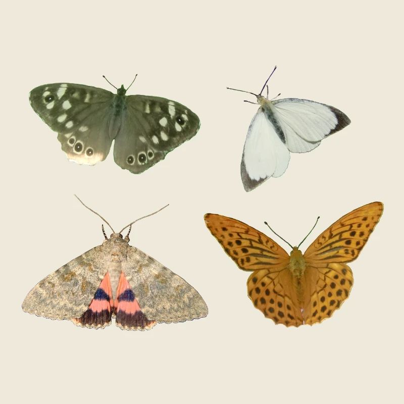 Insects Butterflies