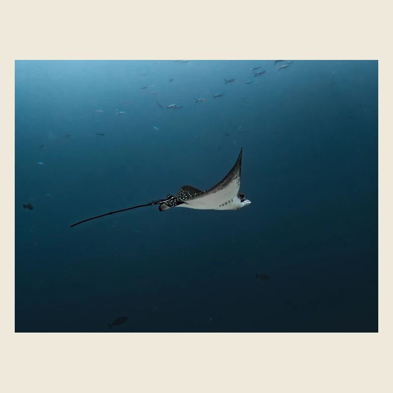 Manta Glide Over Ocean Abyss