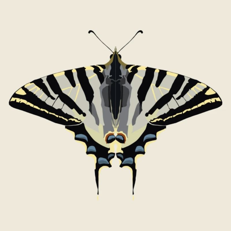 Papillons : Le Papillon Voile