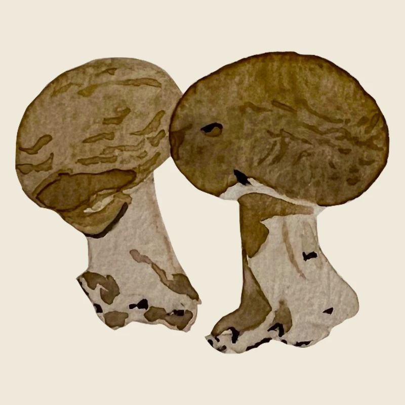 Champignons à l' aquarelle 