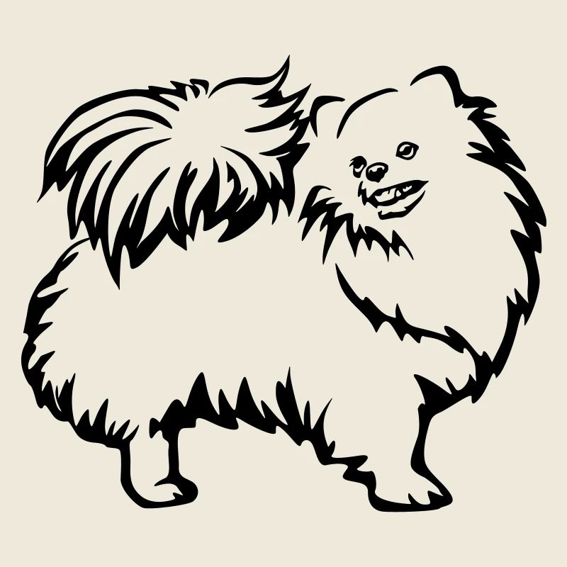 Dwarf spitz