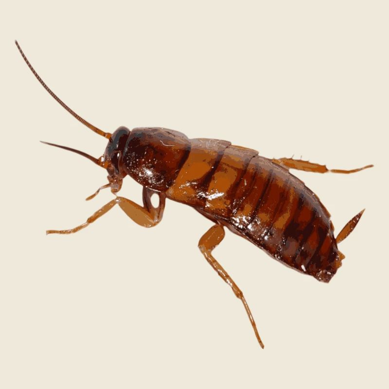 Cafard insecte cafard cafard