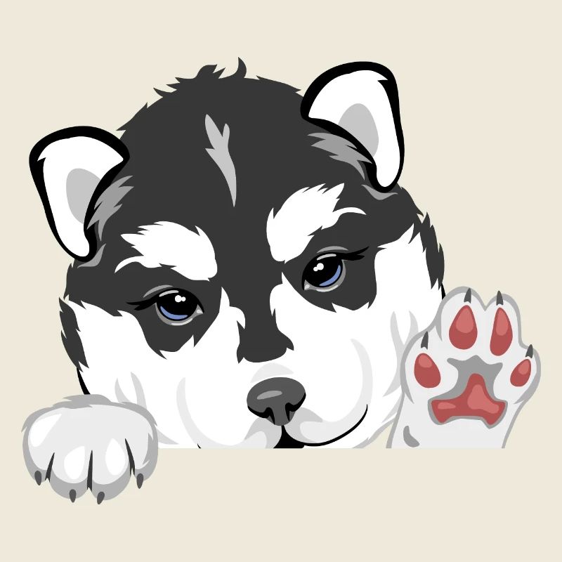 Chiot husky accueillant