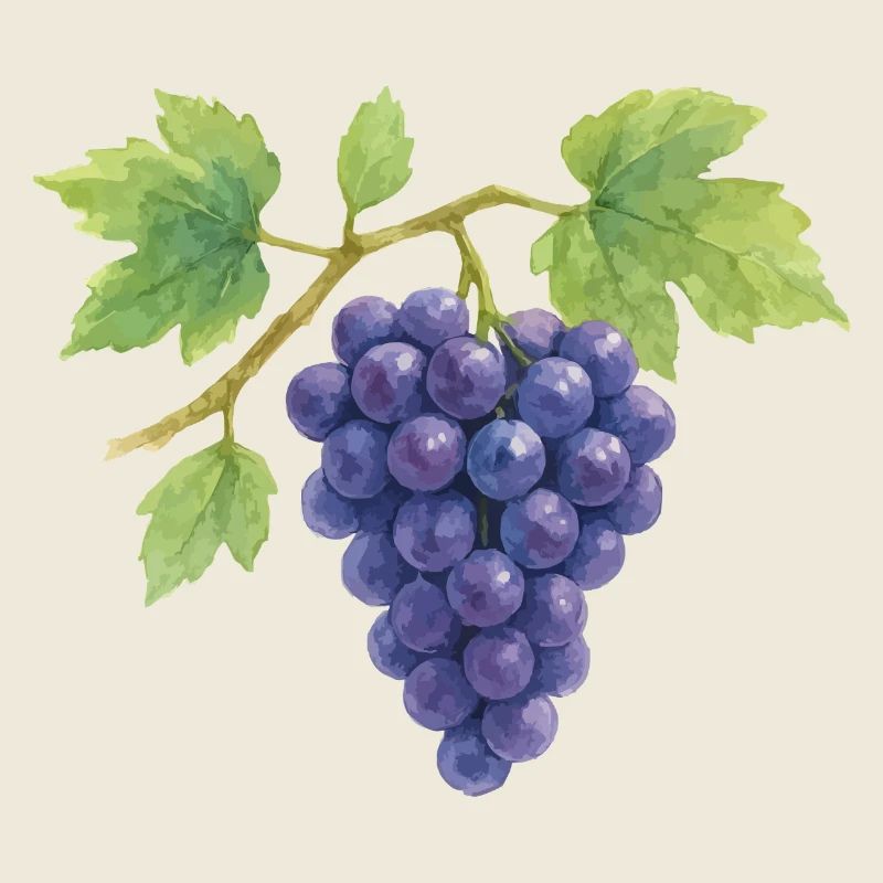 Illustration aquarelle de raisins