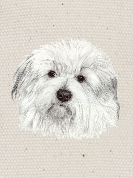 Coton-de-Tuléar