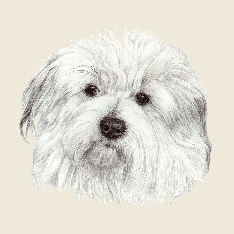 Coton-de-Tuléar