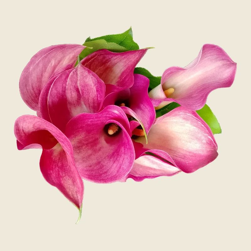 Lys Calla