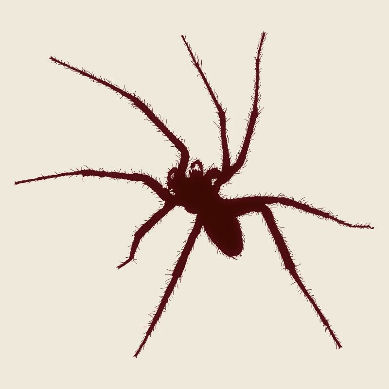 spider