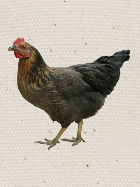 poulet noir
