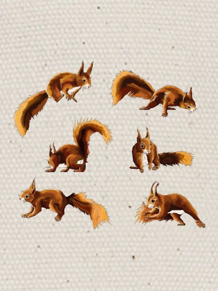 Eichhörnchen/Squirrel