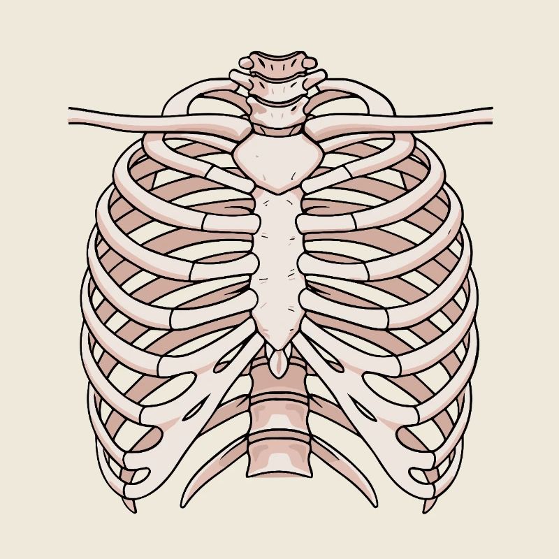 Structure anatomique du sternum et des côtes