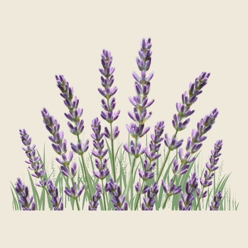 Lavender stalks Lavender