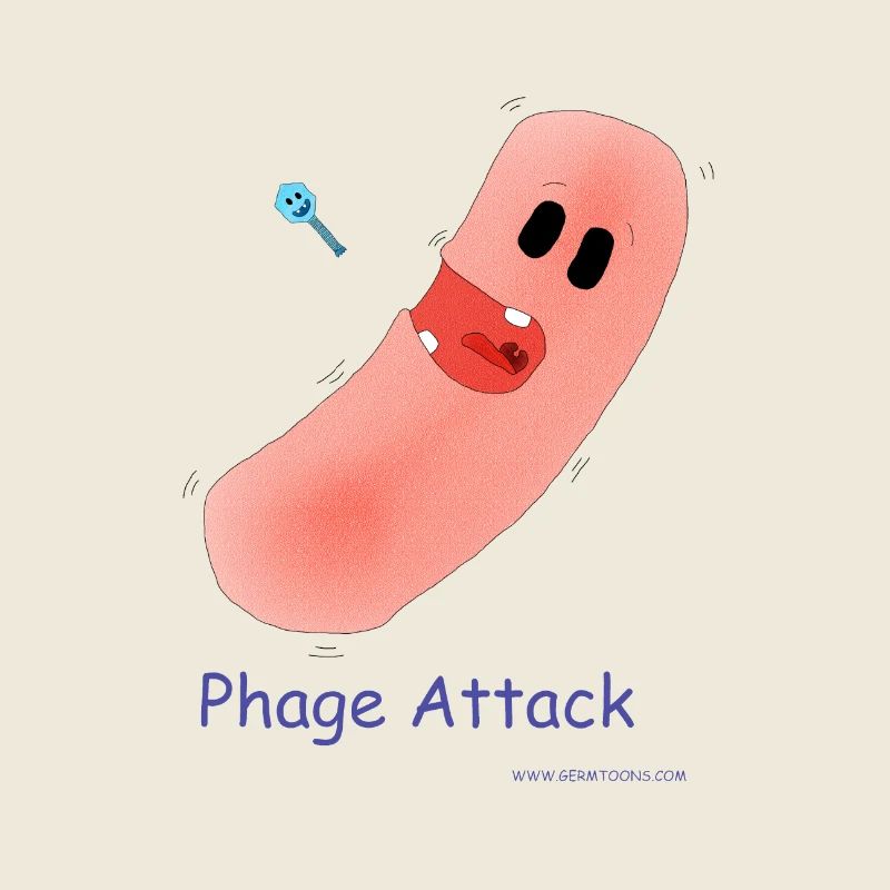 Attaque du phage - Bactéries et bactériophages