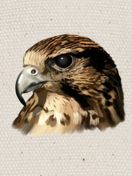 faucon