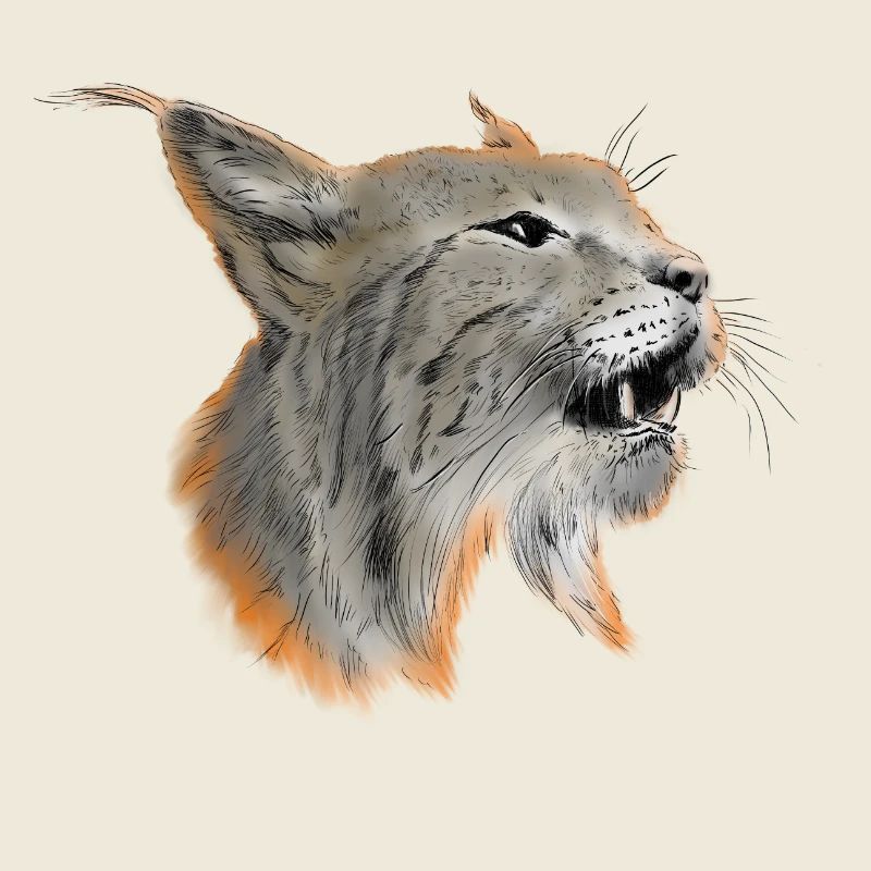 lynx