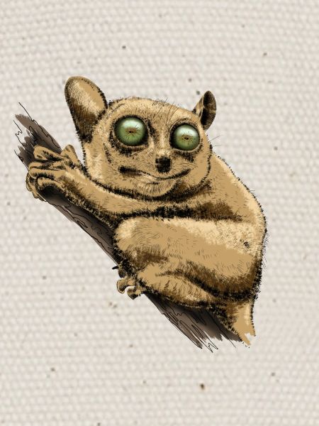 Tarsier