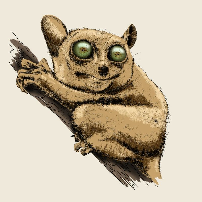 Tarsier