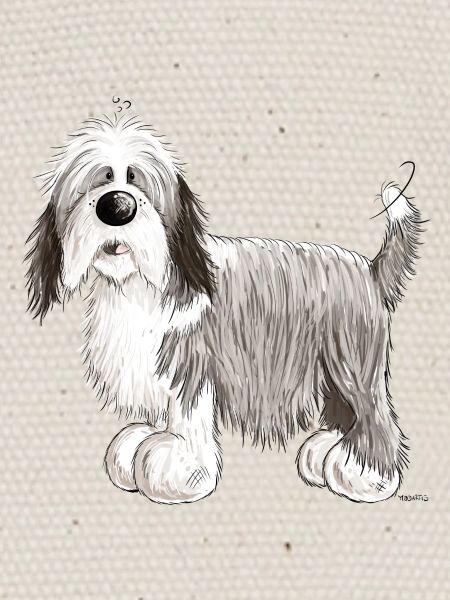 Bearded Collie