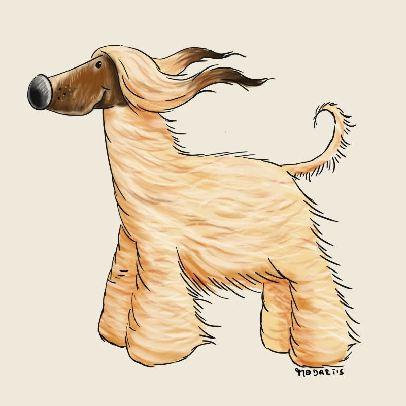 Drolliger Afghane - Afghanischer Windhund