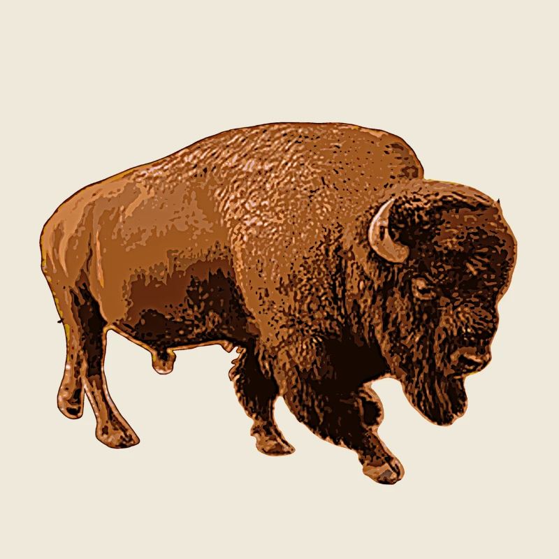 Bison