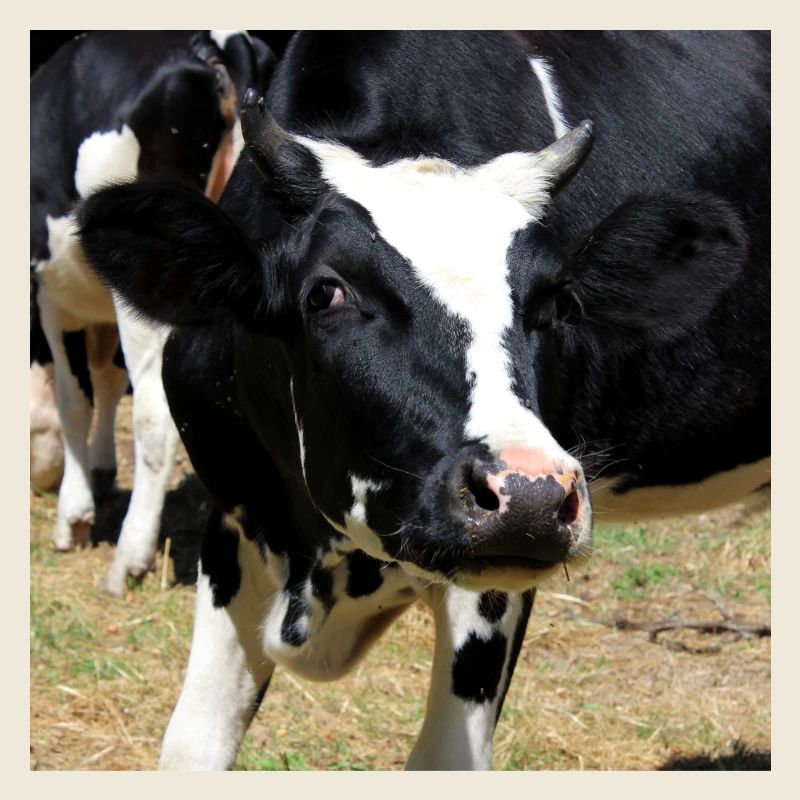 Affiche vache
