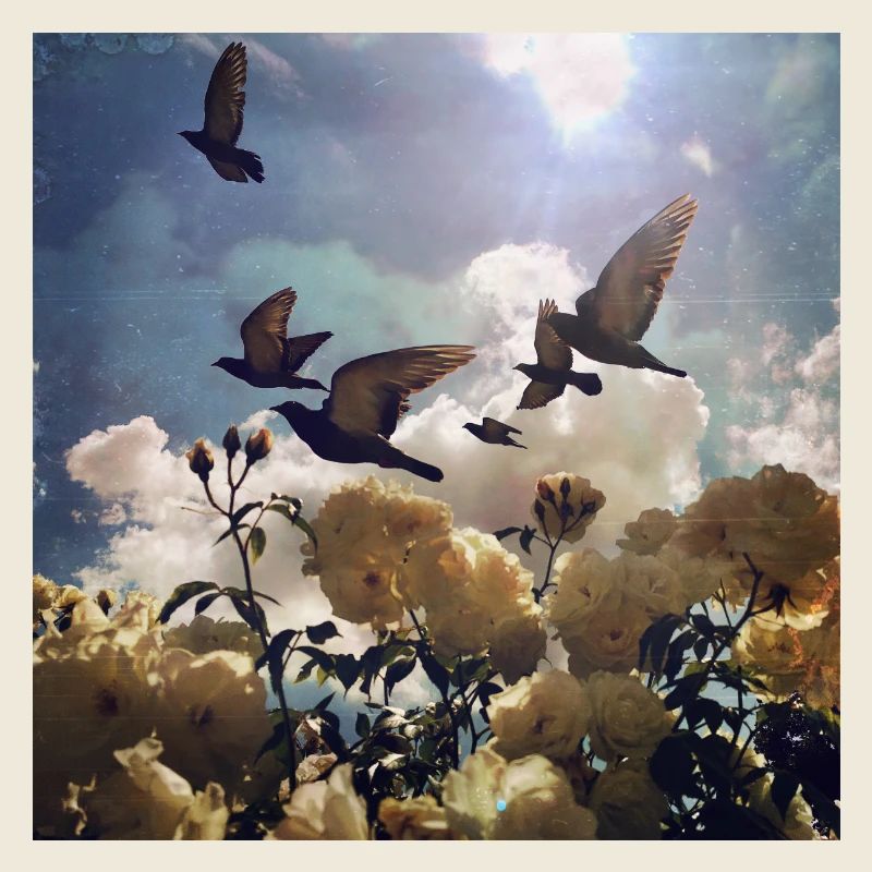 Bird migration over rose petals