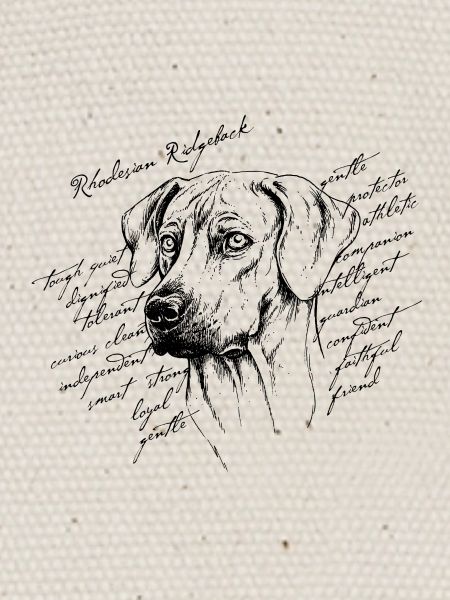 Rhodesian Ridgeback