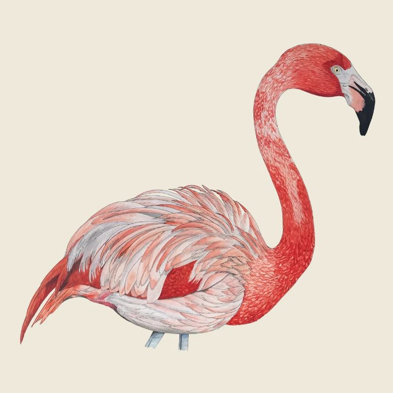 rosa Flamingo von der Seite