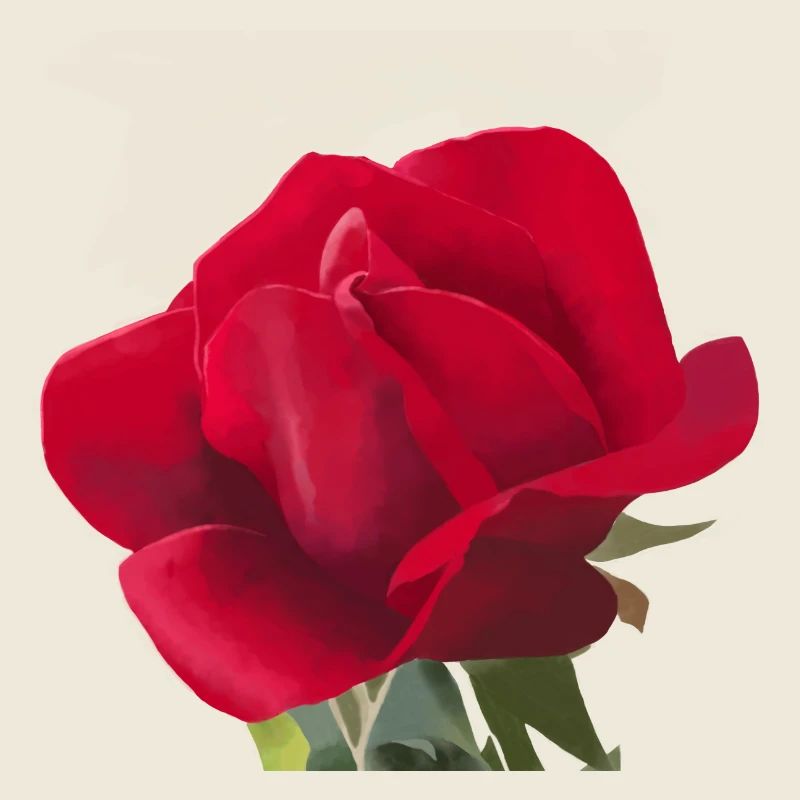 Rote Rose - Aquarell