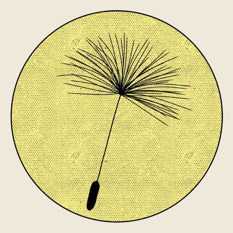 Dandelion seeds