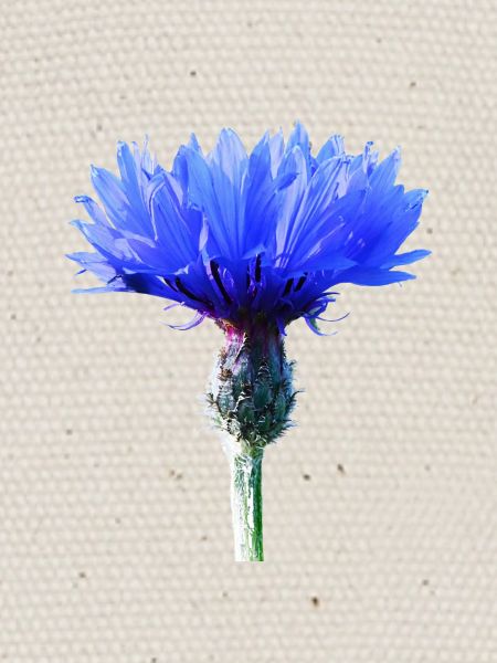 Bleuet