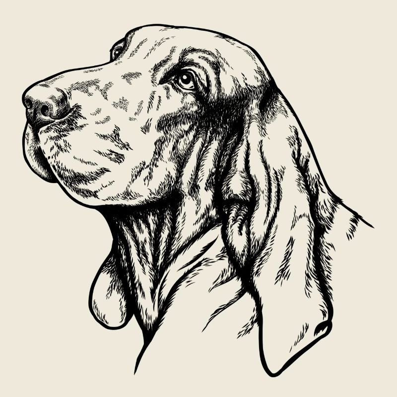 Bracco Italiano Portrait noir