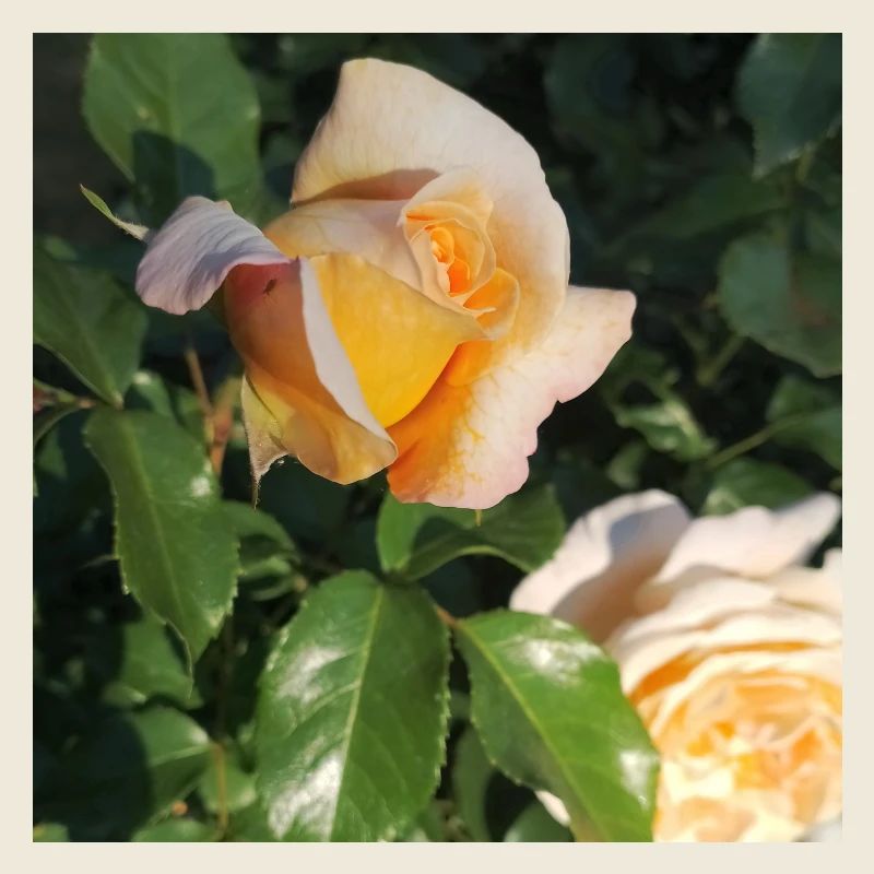 Delicate rosebud