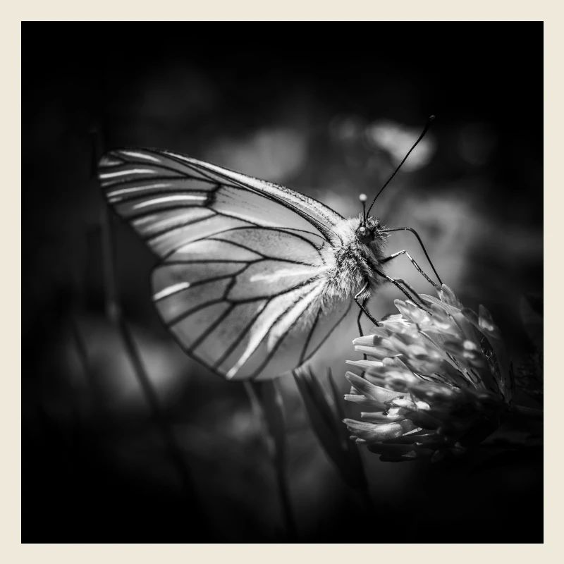 Papillon gros plan affiche noir et blanc