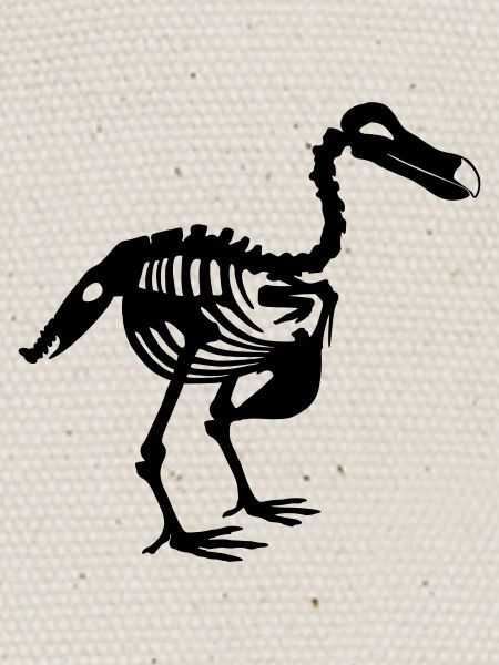 Dodo