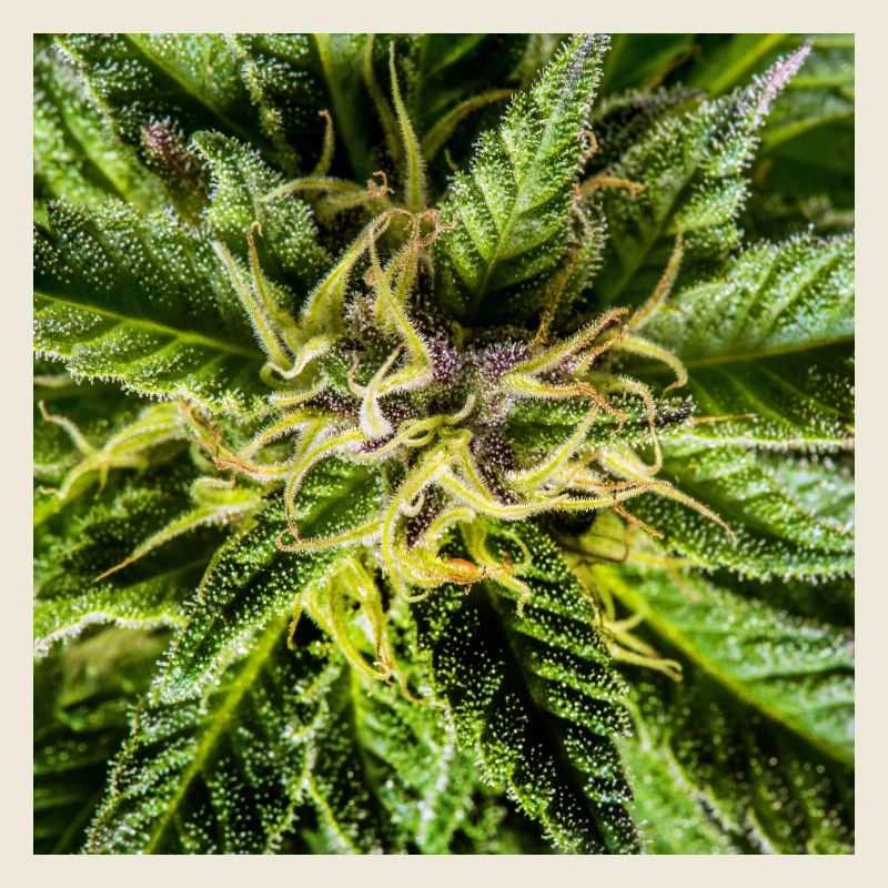 Les fleurs de cannabis, la marijuana, c’est tellement vert