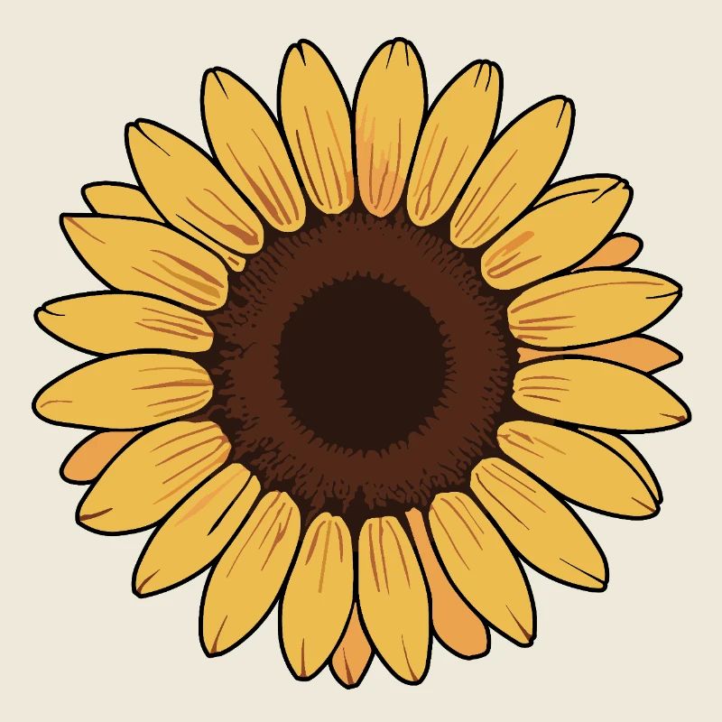 Sunflower illustration vector